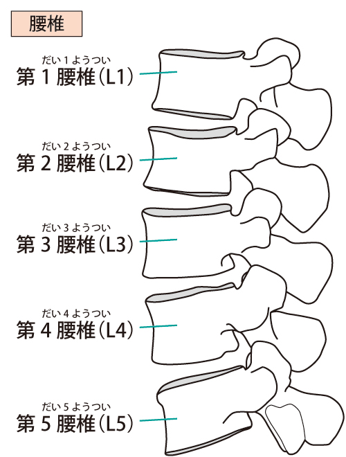 脊柱管狭窄症改善において大切にしていること